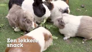 Dierendag bij Discus! Vier jij het met ons mee? [Discus Inspiratieclip]