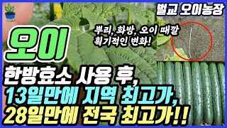 오이컨디션이 나빠져 어려운 상태에서 13일만에 지역 최고가!! 28만에 전국최고가!! 만든 사례!! 어디서??벌교에서!!