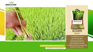 #వరి పొలంలో ఇలా చేస్తే వేరులు బాగా వస్తాయి | #paddy #agriculture #farming #organic #raithu