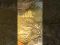 【rango715】umm....no....🐸bullfrog🐸アフリカウシガエル ranatoroafricana african bullfrog