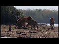 african lion vs grizzly bear अफ्रीकी शेर बनाम ग्रिजली भालू animal earth