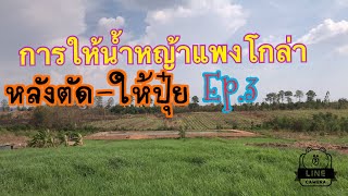 การให้น้ำหญ้าแพงโกล่าหลังตัดและให้ปุ๋ย  How to Grow the Pangola Grass Ep.3