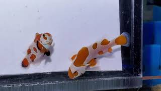 Orange Storm Pair at Pacific East Aquaculture