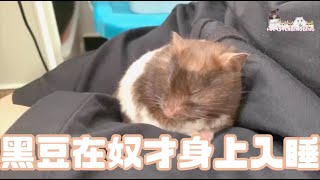 Hamsterdingding．黃金鼠在奴才身上入睡～．黃金鼠．熊仔鼠 [黑豆BlackBean]