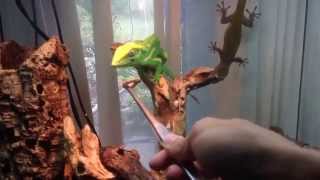 Cuban knight anole feeding