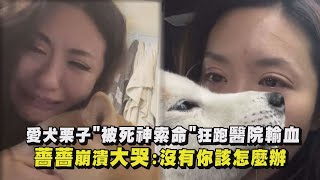 【不要哭😭】愛犬栗子\