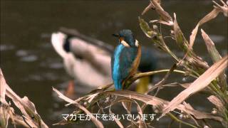 カワセミ20111021.wmv