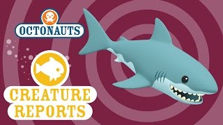 Octonauts - Creature Report: Great White Shark 🦈 | Sea Education for Kids