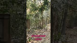 BETHUADAHARI WILD LIFE SANCTUARY I BETHUADAHARI FOREST STAY I BETHUADAHARI FOREST TICKET AND TIMING.