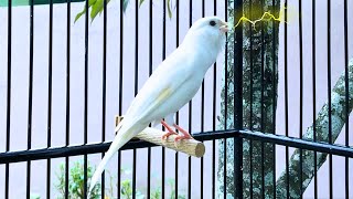 Belgian Canary Tempts All The Canaries to Sing - The Most Magical Training