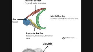 The Axilla | Boundaries and Contents