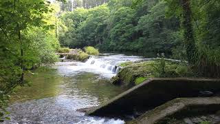 Salmon leap at Plymbridge woods . Great place for otters