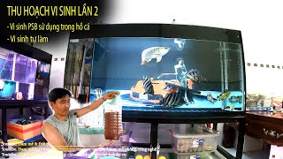 Thu hoạch vi sinh PSB lần 2 - Kết quả mỹ mãn