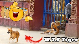 Fake Tiger Prank Vs Sleeping Dog Try Not To Laugh With New Funny Comedy Video 2021
