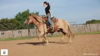 Trike 🚲🚲🚲 easy comfortable pretty roan welsh cob haflinger cross gelding - Buster Horses Texas