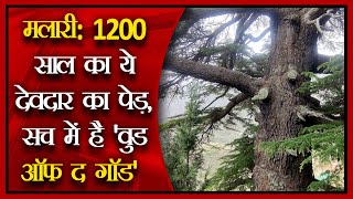 मलारी: 1200 साल का ये देवदार का पेड़, सच में है 'वुड ऑफ द गॉड' ||Sanvaad365