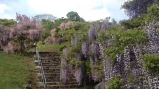 Wisteria in Yokosuka