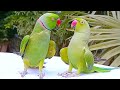 Amazing Parrots Special Collection