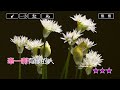 紅線 江蕙 karaoke伴奏