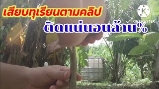 วิธีการเสียบข้างทุเรียนแบบง่ายๆ​ มือใหม่ก็ทำได้.