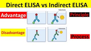 Direct ELISA vs Indirect ELISA | Principle, Process, Advantages & Disadvantages |