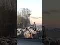 ovacık tunceli 🐐 dersim ovacık munzur avrupa