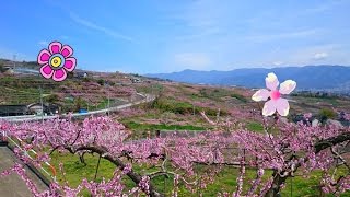 ほったらかし温泉~フルーツライン（途中寄り道：フルーツ公園）桃＆桜の花ドライブ