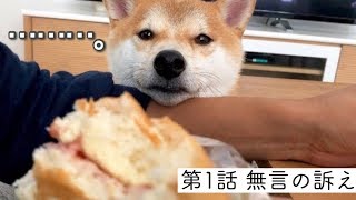 【柴犬こてつ君ショート動画】第1話 無言の訴え