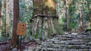 【旅エイター】★名木100選の旅『傘スギ』　愛知県新城市・一人旅