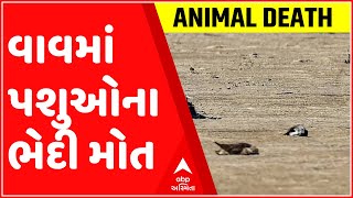 બનાસકાંઠાના વાવમાં પશુઓના ભેદી મોત, શું છે કારણ?, જુઓ ગુજરાતી ન્યુઝ