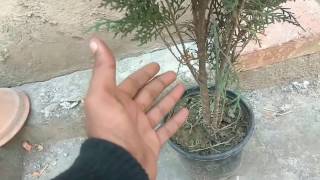 How to grow thuaja (morpankh) care and tips How to grow thuaja (morpankh) care and tips