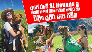 අපේ රටේ SL Hounds ල කෝටි ගණන් වටින පිටරට මන්දිර වල විඳින සුපිරි සැප ජීවිත | Pet Talk