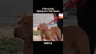 #shorts How to Resolve Conflicts Between Fierce Dogs?