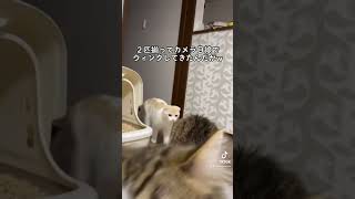 【アイドルきどりの猫ちゃんがカメラ目線でウィンクしてきました。】￼￼