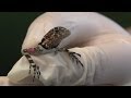 ZSL London Zoo celebrates first ever birth of spiny-headed tree lizards