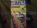 1 एकड़ लहसुन की फसल से कितना प्रॉफिट होता है how much profit is there from 1 acre garlic crop