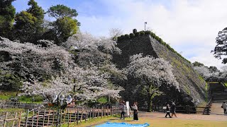 【桜満開】延岡城跡・城山公園（2023 0401）