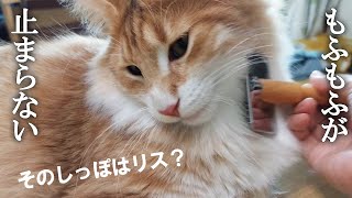 ノルウェージャンフォレストキャット子猫のふわふわしっぽ・胸毛が綿毛みたい！