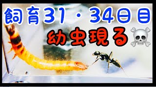 #17【蟻の観察】幼虫現る⚠️【飼育31・34日目】