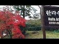 autumn in jeju 2023—韓國濟州紅葉情報—中文字幕—fall foliage korea—autumn spots now u0026 november hallasan