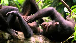 Chimpanzee Official Officiële Disney Teaser Trailer | Disneynature |