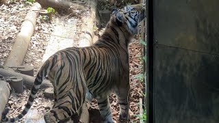 スマトラトラのようすです【2023年9月3日】【上野動物園】