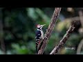 大赤啄木 white backed woodpecker