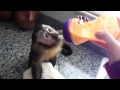 baby monkey nala eats breakfast