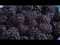 berry good news blackberries and cancer prevention