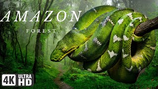 amazon wildlife 4k | amazon jungle | Jungle Sounds |  Amazon Rainforest | Scenic Relaxation Film