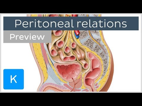 What is the visceral and parietal peritoneum?