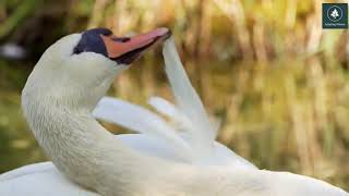 Beautiful Swans 🦢 🦢 🦢 Amazing Nature video