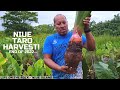 Taro Farming On Niue Island, Last Taro Harvest  Before 2023!