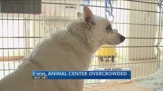 Austin Animal Center is overcrowded